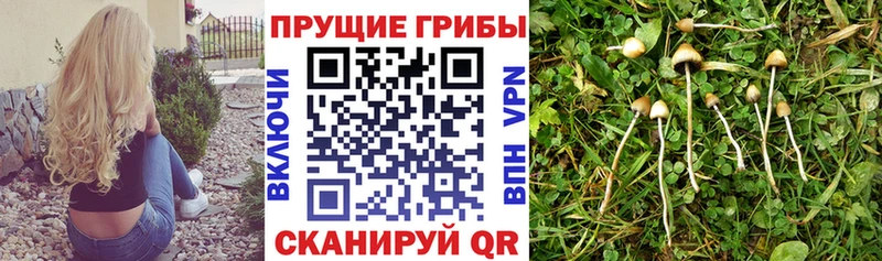 Псилоцибиновые грибы Psilocybine cubensis  цены   кракен вход  Кириллов 